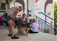 Pracownicy Warszawskiej Szkoły Reklamy dodają otuchy psom przed sesją.