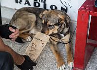 Każdy adoptowany w wyniku sesji 4 łapy & make-upy pies otrzyma wyprawkę od firmy Doctor Dog. Pluto twierdzi, że to same łakocie.
