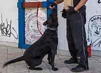 Labrador Zefir z trenuje komendy z behawiorystą współpracującym z Fundacją Bezdomniaki.